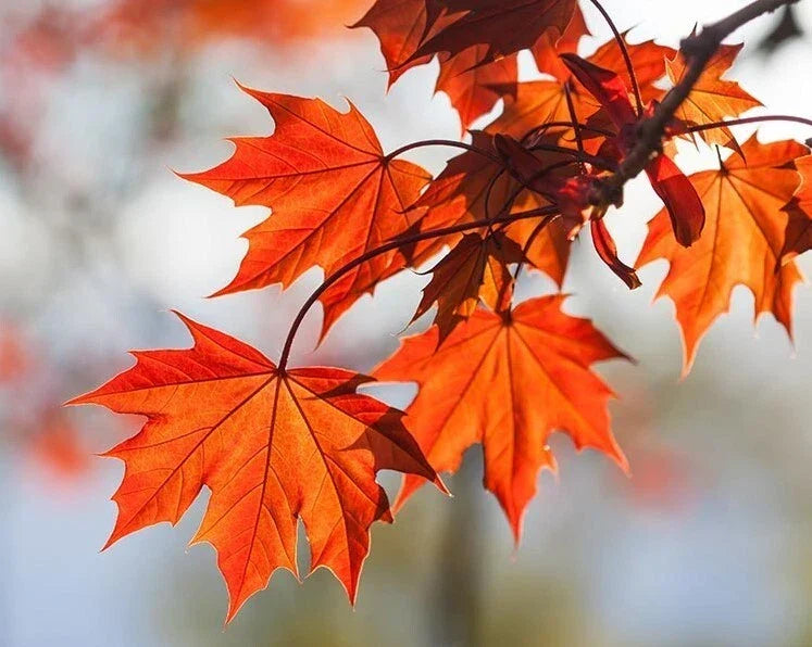 Red Maple Tree 6-12" Tall in 4" Pot - Deciduous Acer rubrum with Brilliant Fall Color
