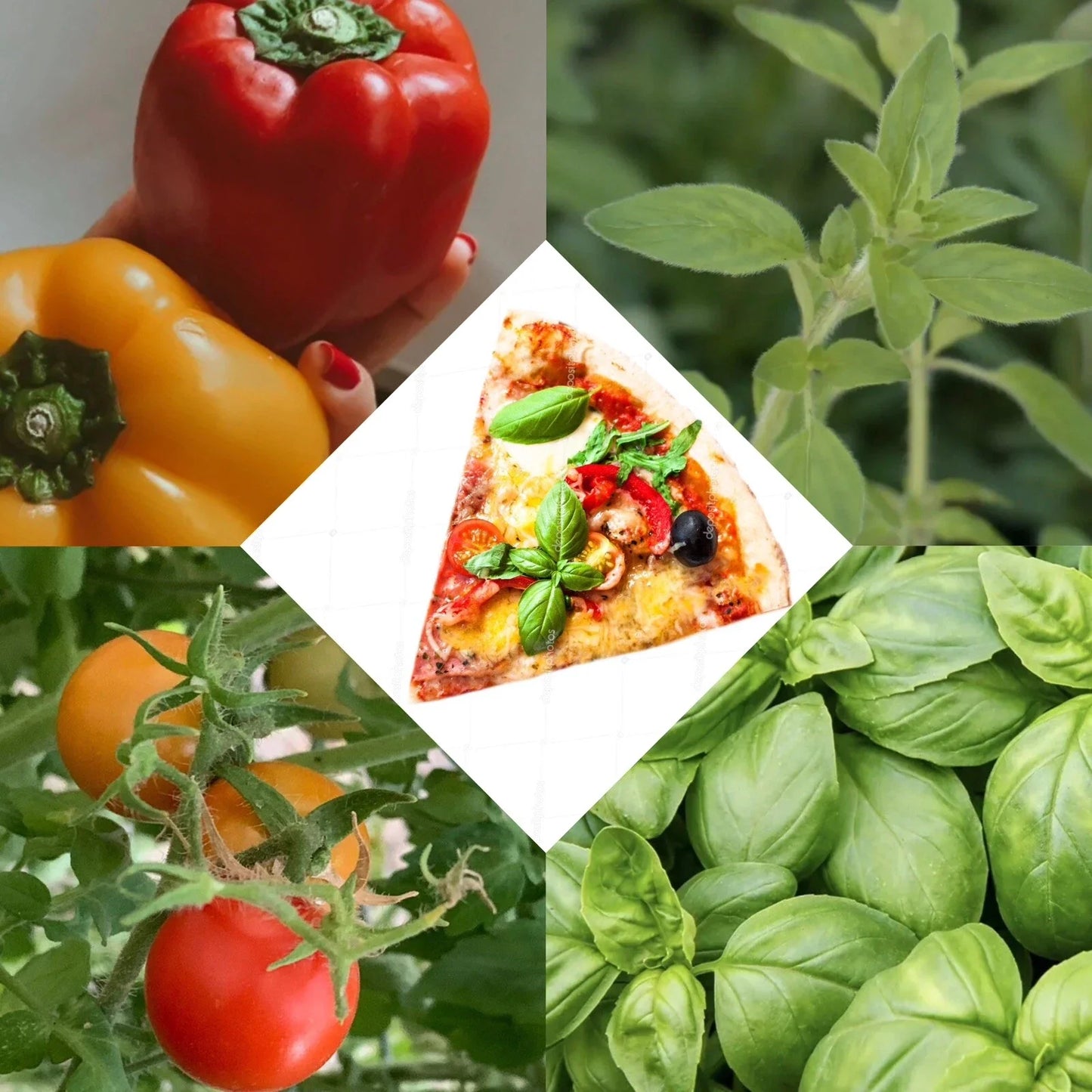 Pizza Garden Seed Set - Cherry Tomato, Bell Pepper, Oregano, Basil Seeds for Home Gardening & Container Growing