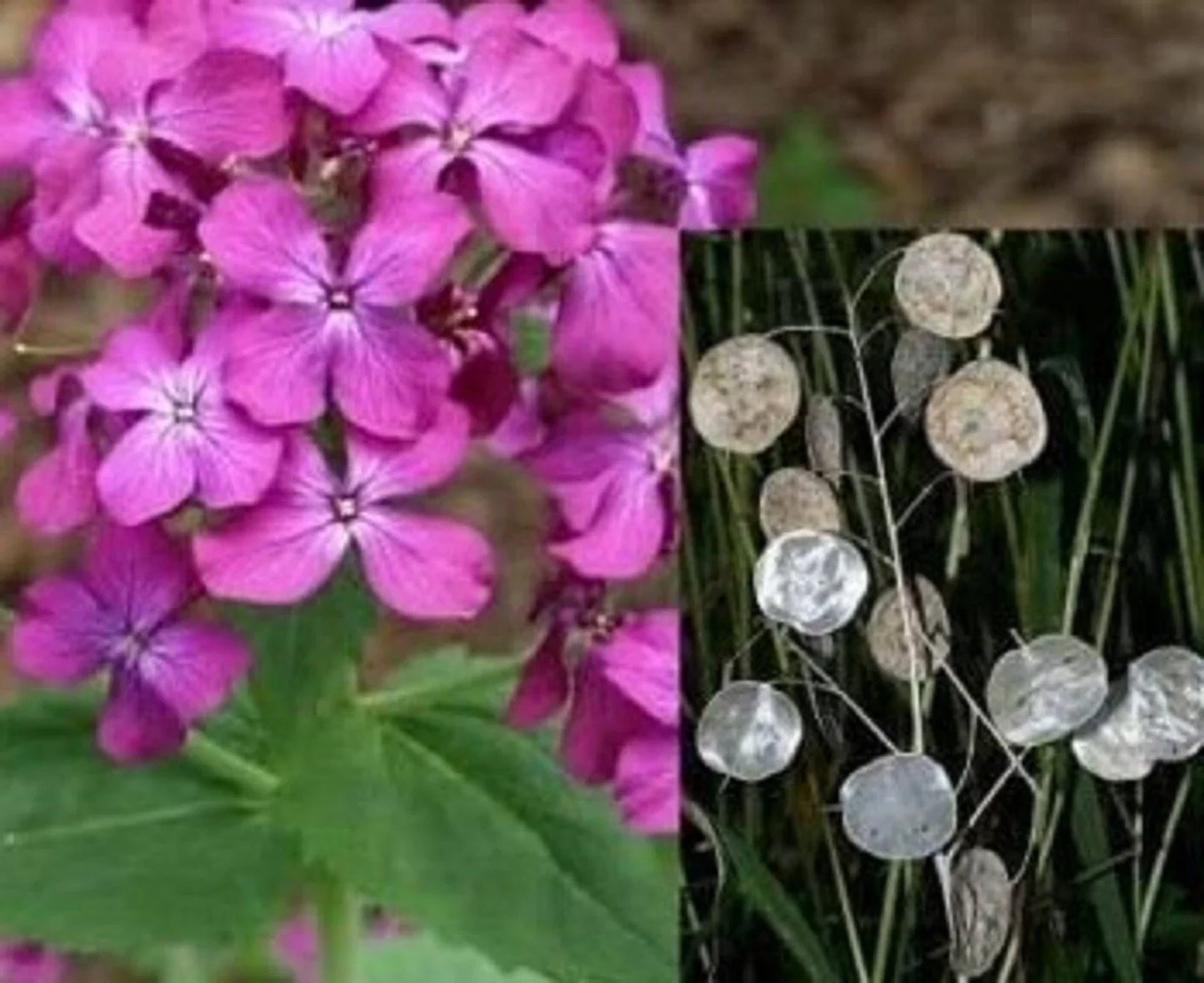 Money Plant Seeds, 50+ Lunaria Annua Violet Seeds, Purple Flower Seeds for Gardens & Indoor Growing