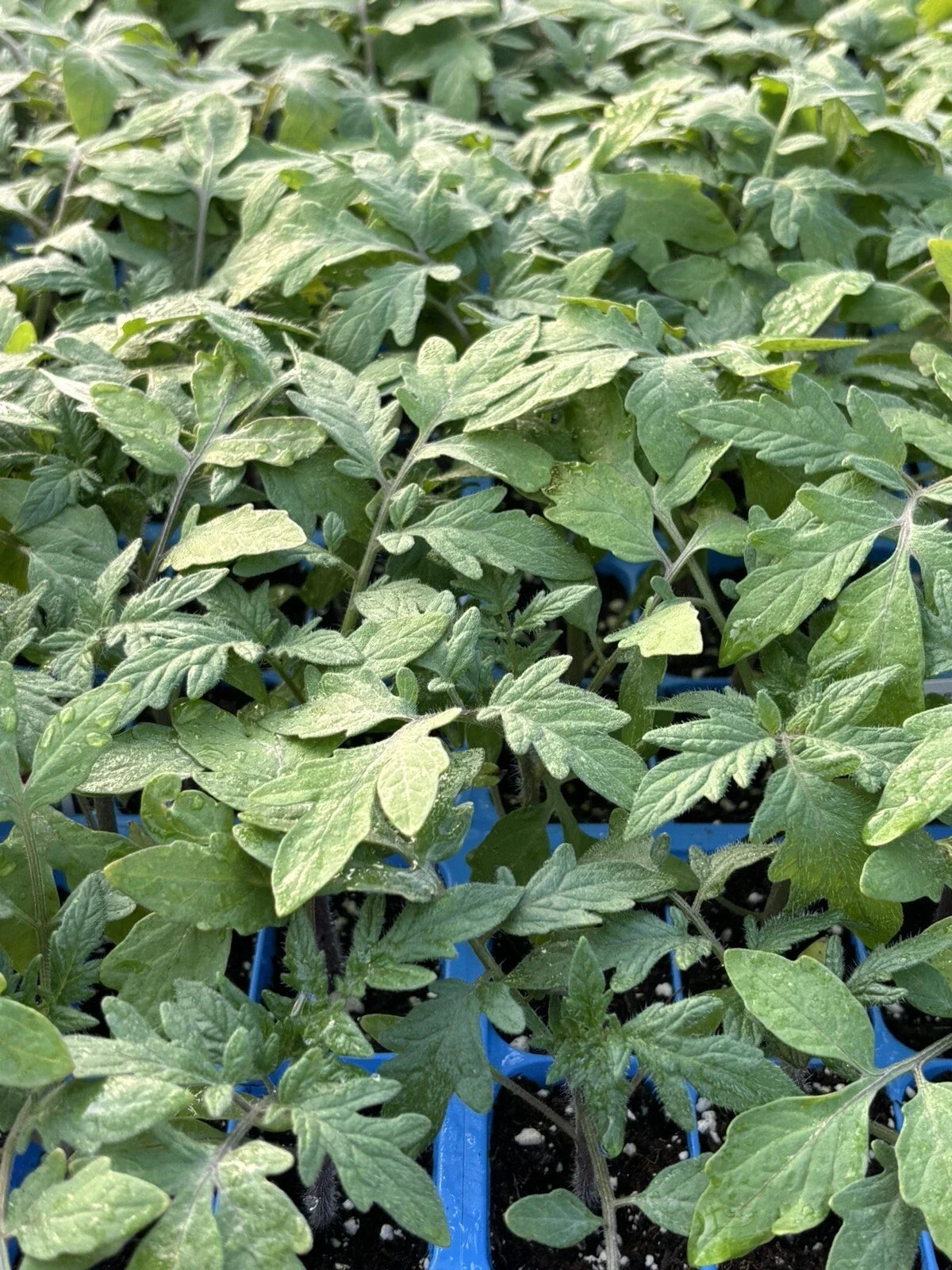 Big Beef Tomato Live Plants – Lot of 2, Heirloom Solanum lycopersicum, 6-10 Inches, Juicy, High-Yield, Disease-Resistant