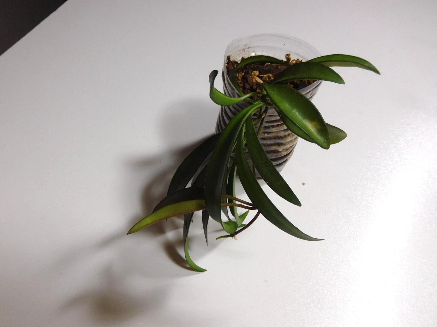 Hoya Wayetti Plant | Rooted Indoor Houseplant | Trailing Vine with Waxy Foliage | Hoya carnosa