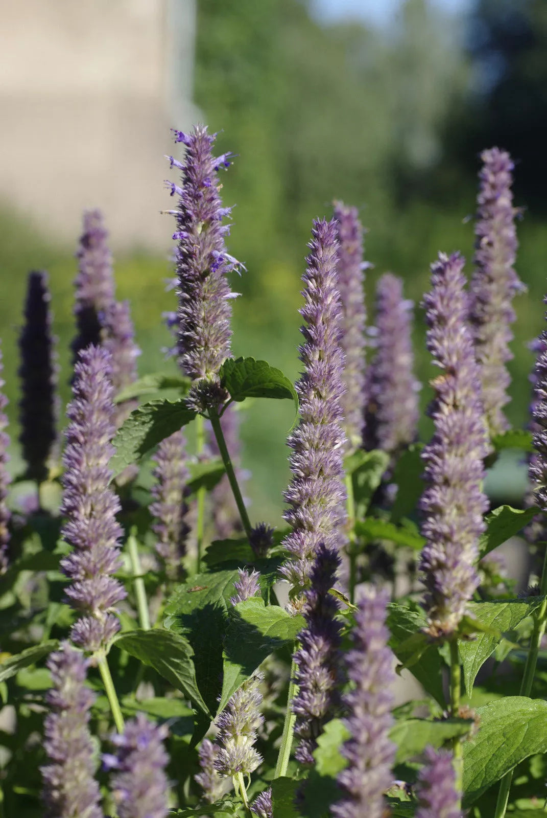 Anise Hyssop Seeds 640 Count - Licorice Scented Foliage - Agastache foeniculum