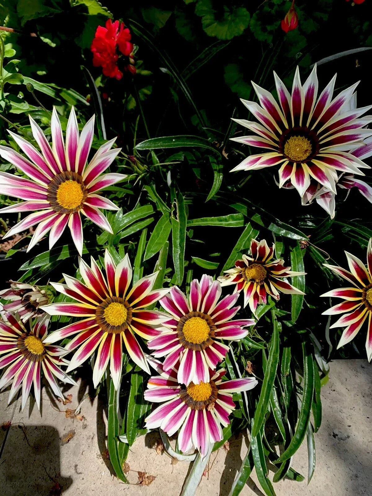 Gazania Rigens White Cherry and Yellow | 4-inch Pot | Hardy Perennial Ground Cover