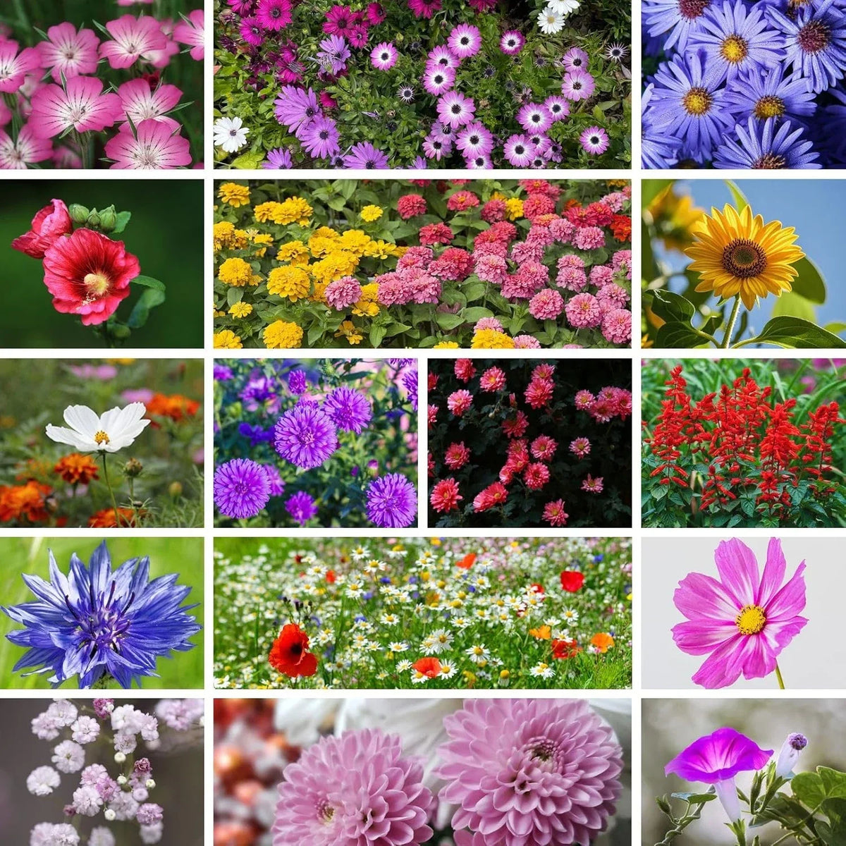 Premium Wildflower Seeds Mix - 20,000+ Non-GMO Annual & Perennial Seeds for Gardens