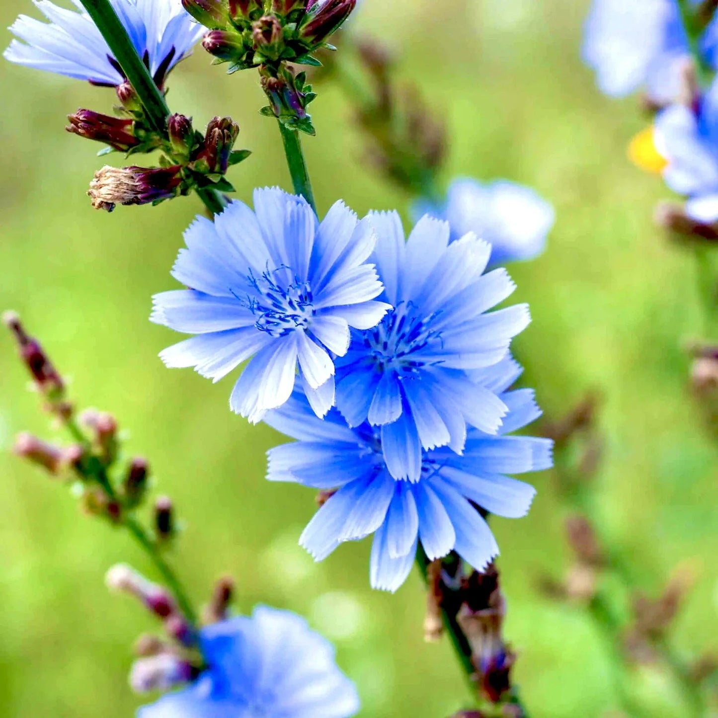 Chicory Seeds 500 Pack – Blue Perennial Flower – Cichorium intybus – Coffee Substitute – Easy to Grow Garden Seeds
