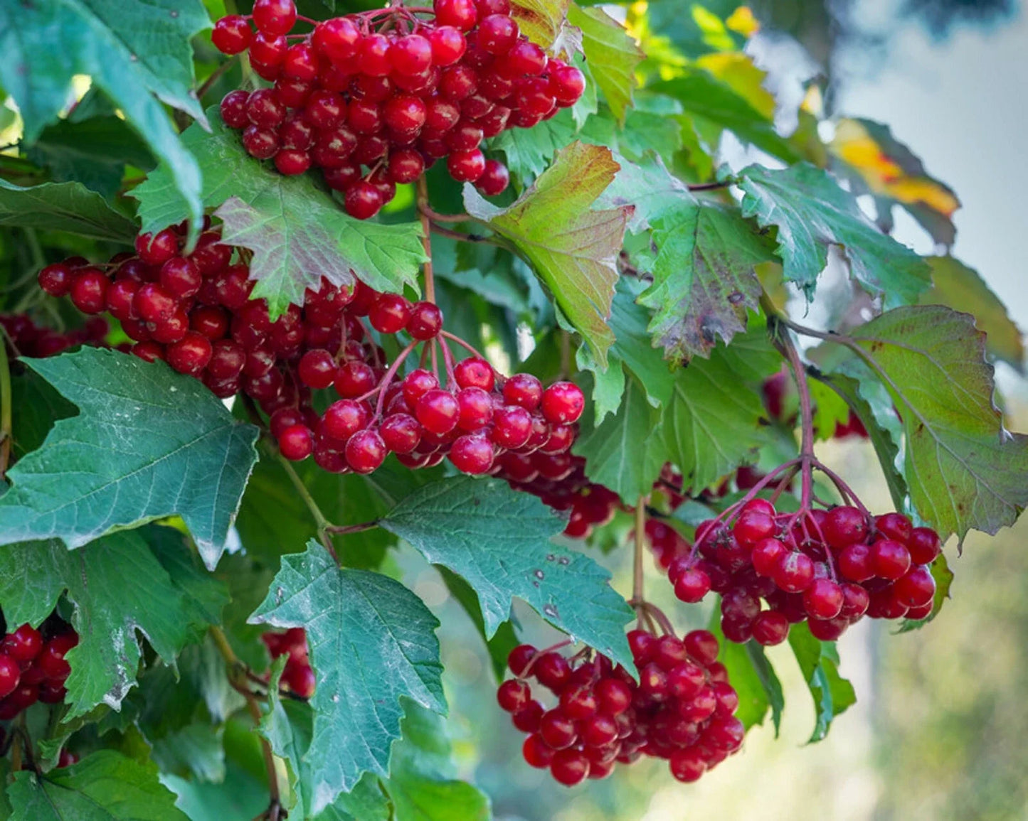 Red Elderberry Seeds - Sambucus Racemosa Shrub Fruit Berry - Pack of 80 Seeds for Garden, Hedge & Wildlife