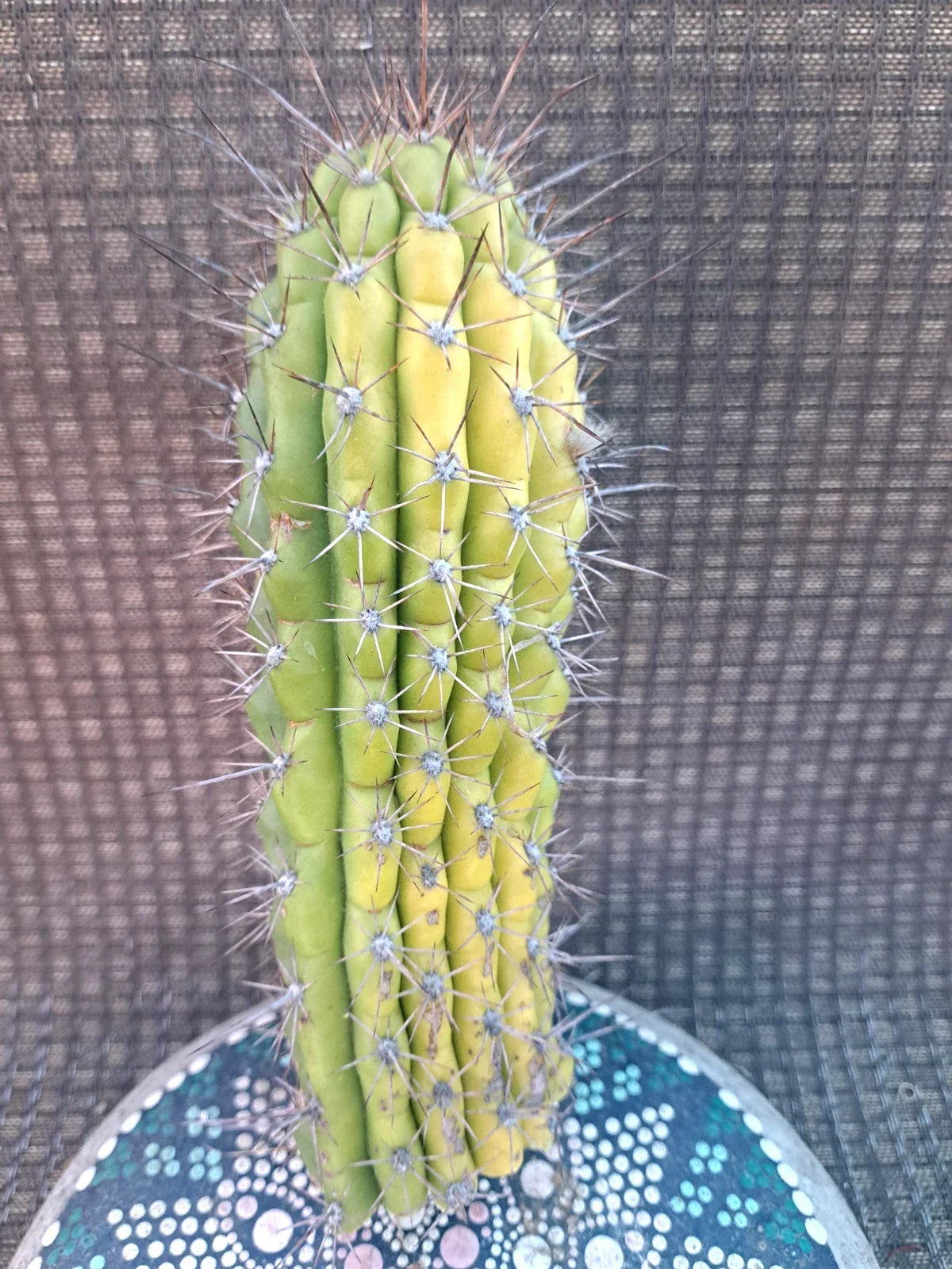 Cereus Thelegonus Cactus Cutting 7.5" - Unique Indoor & Outdoor Succulent Plant