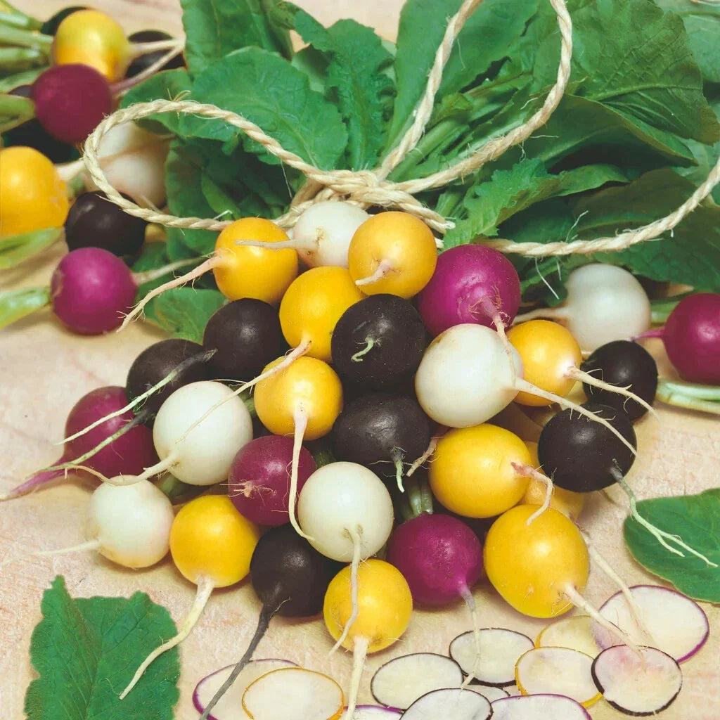 Halloween Mix Radish Seeds - 500+ Packets for Fall Garden, Raphanus sativus, Colorful Varieties, Easy to Grow, Non-GMO