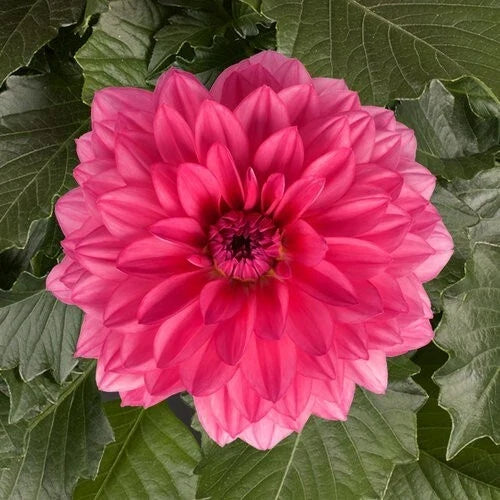 Dahlia Pinnata Seeds - Grande Mendoza Perennial Flower Seeds for Vibrant Blooms, Pollinator Attracting, 25 Pack