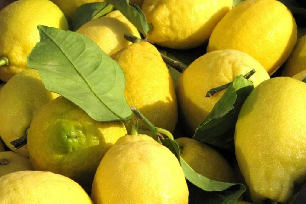 Citron Lemon Seeds – Citrus medica – Fragrant Evergreen Fruit Tree for Garden Planting, Etrog, Citrus Seeds