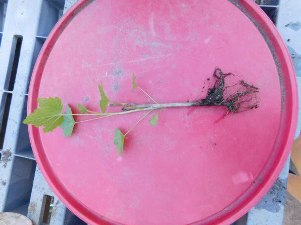 Imperial White Currant Live Rooted Plant - Fruiting Shrub Ribes rubrum Zones 3-8