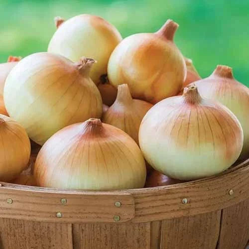 Candy Onion Seeds - 500+ Pack for Garden Planting, Allium cepa, Sweet Flavor, Non-GMO, Full Sun, Easy to Grow