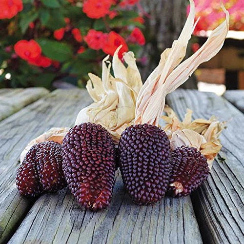 Strawberry Popcorn Seeds - Heirloom Zea mays everta - Compact Growth, Non-GMO, Made in USA