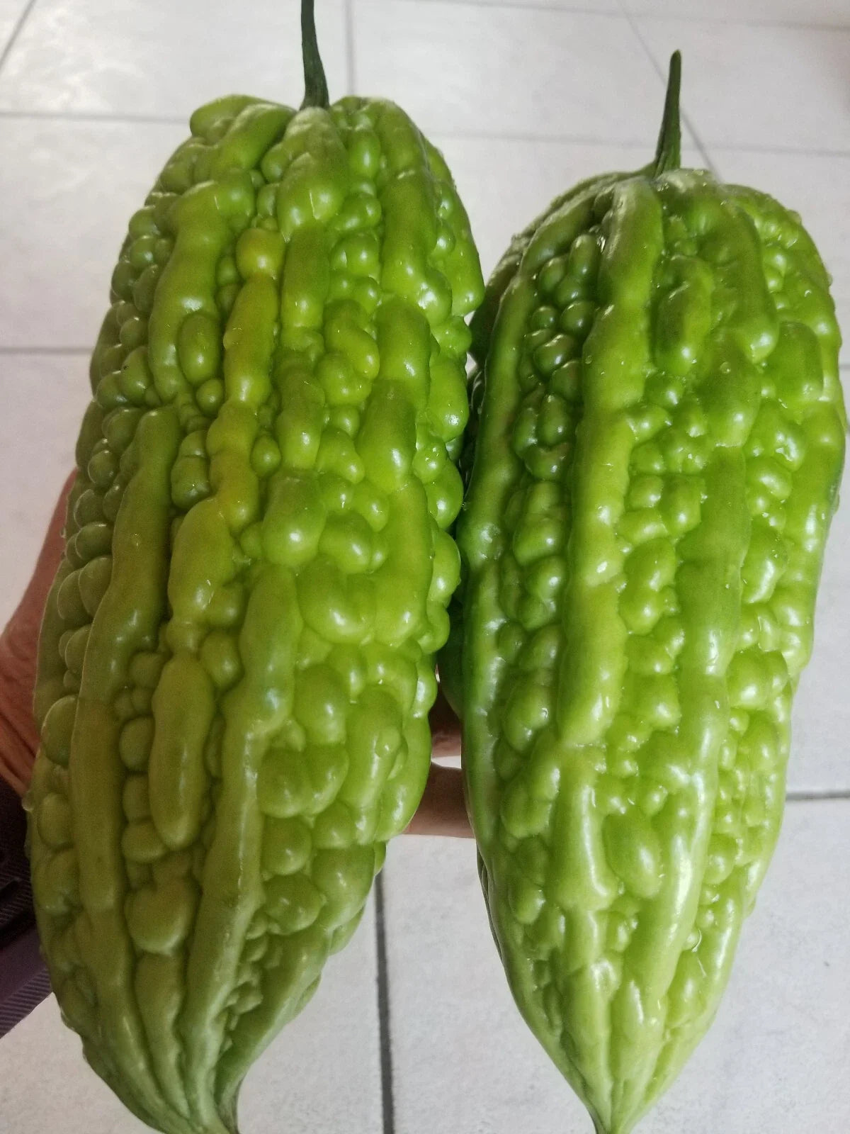 Chinese Bitter Melon Seeds - 15 Pack Non-GMO Heirloom Momordica charantia for Home Garden, Container Planting, 2025 Season