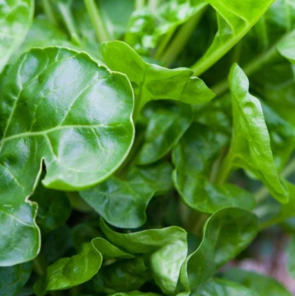 Perpetual Swiss Chard Seeds, NON-GMO, Salad Greens, Beta vulgaris subsp. vulgaris, Leafy Vegetables, Container Gardening