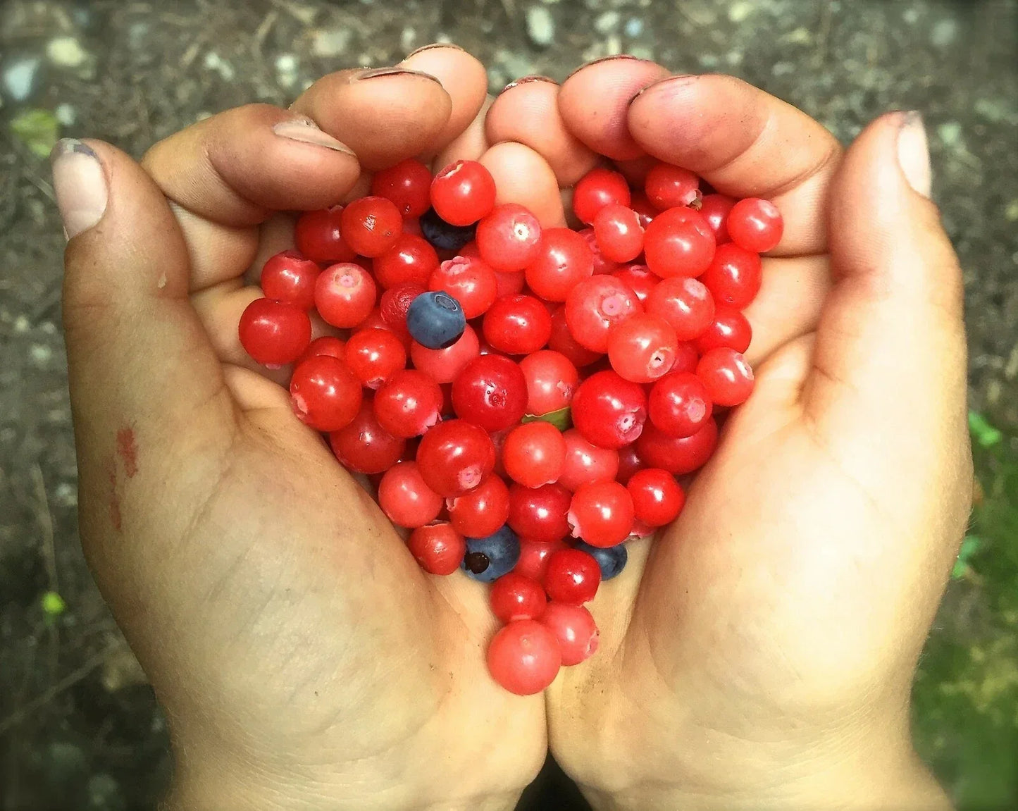 Black Gold Huckleberry Seeds - 30+ Vaccinium membranaceum Native Berry Plant