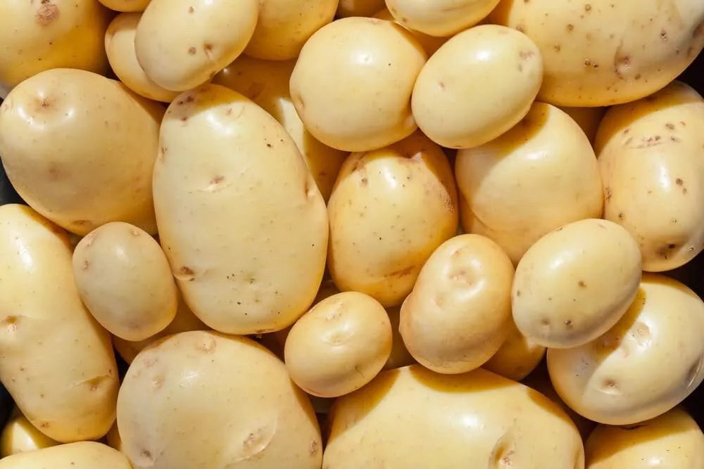 Organic Yukon Gold Seed Potatoes for Planting - Solanum tuberosum, Certified, 1 lb