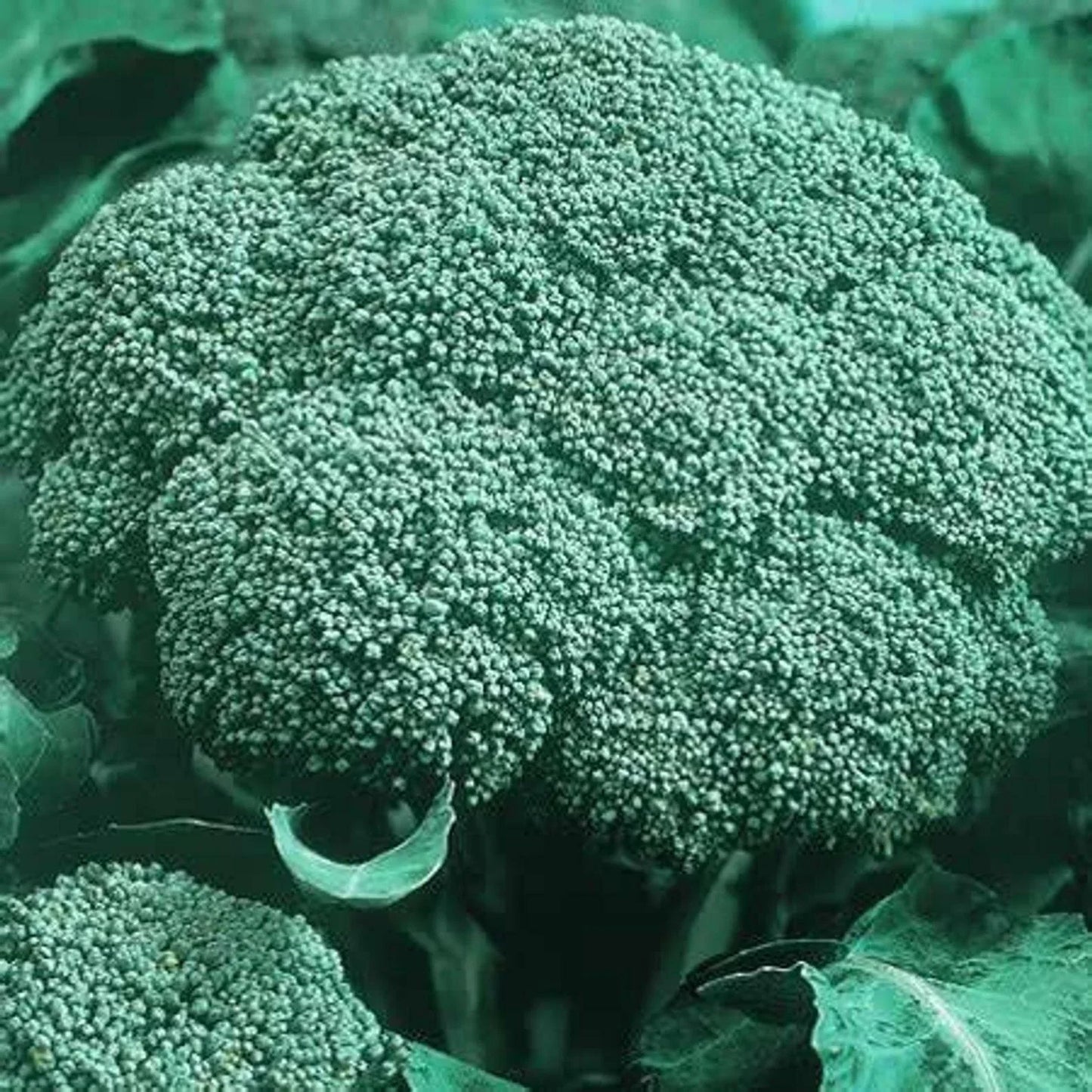 Organic Heirloom Broccoli Seeds - Green Sprouting Calabrese - 500 Seeds