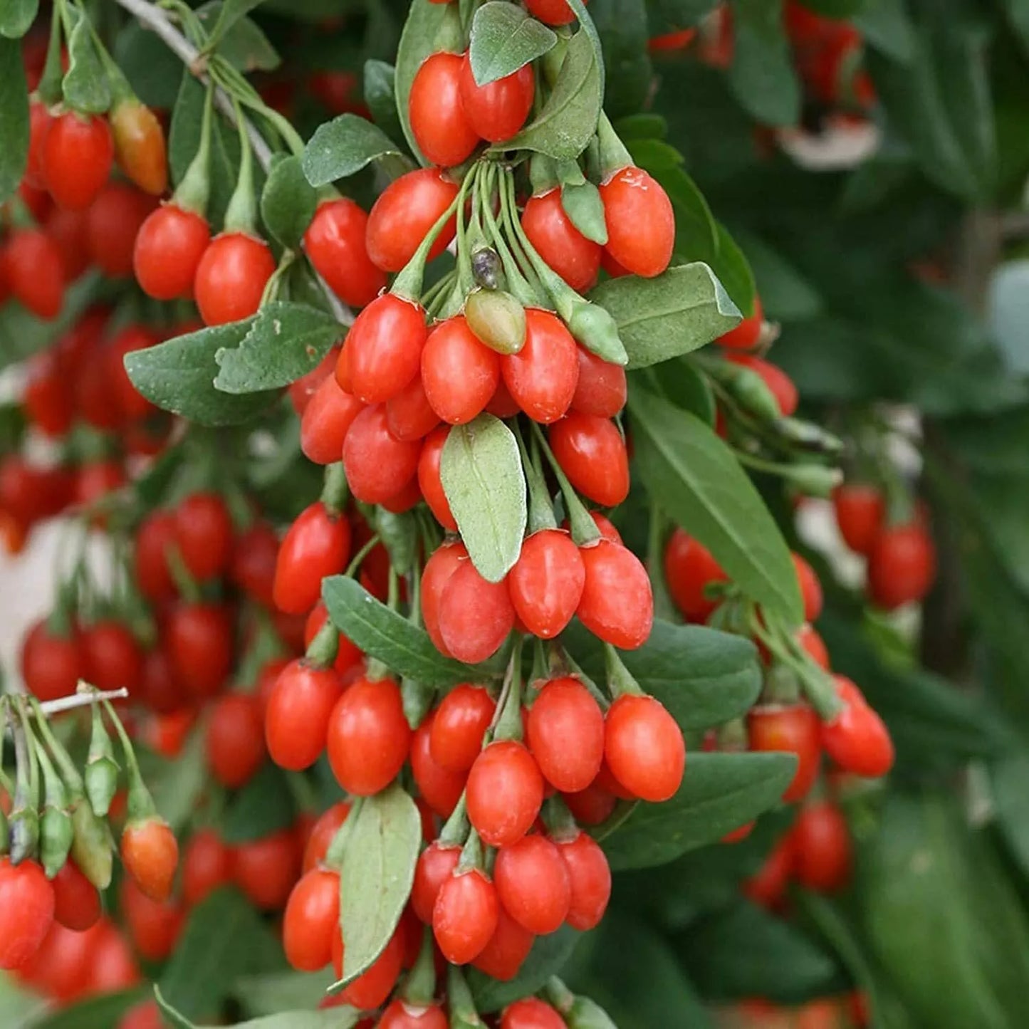 Goji Berry Tree Seeds - 10 Pack, Lycium barbarum, Exotic Fruit, Nutritious Berries, Shrub, Drought Tolerant