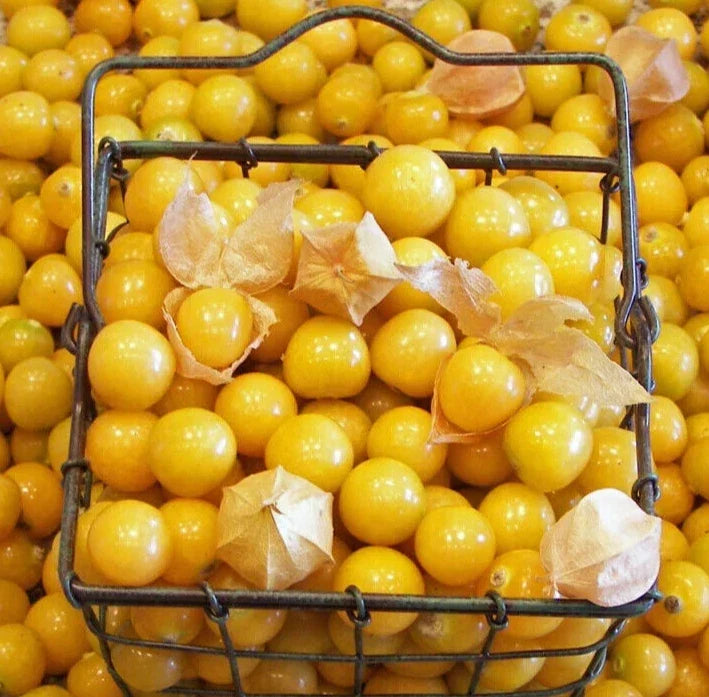 Ground Cherry Seeds 200+ Physalis pruinosa Indeterminate Husk Cherries for Home Garden