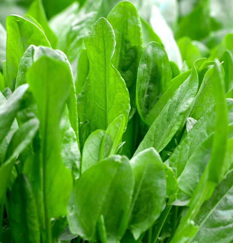 Large Leaf Sorrel Seeds | Rumex acetosa Herb Seeds for Gardening, Culinary Use, Asian Jamaican Rau Chua, 2025