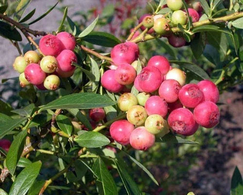 Pink Lemonade Blueberry Plant - Rooted Live Vaccinium x in 3" Pot for Zones 4-8