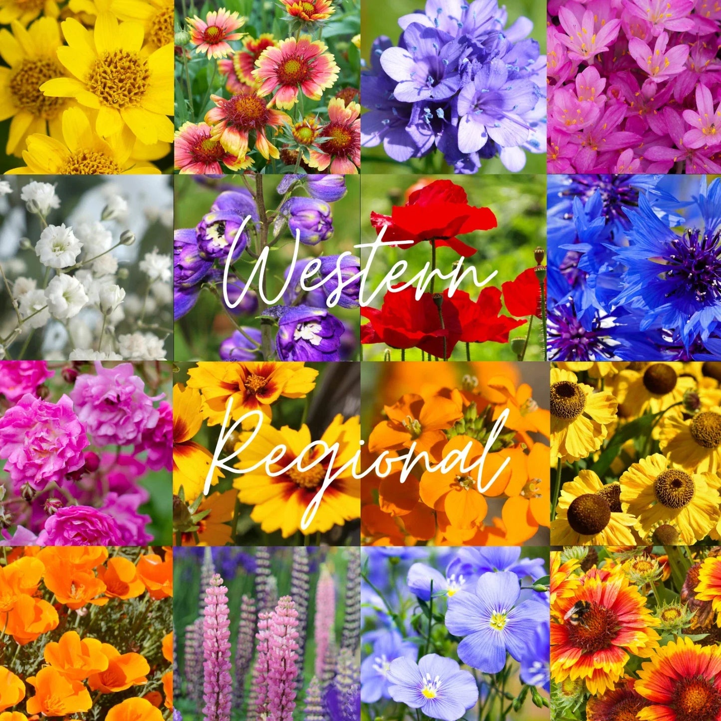 Bulk Wildflower Seed Mix 1/4 lb - Western U.S. Native Wildflowers Covering 800 sq ft