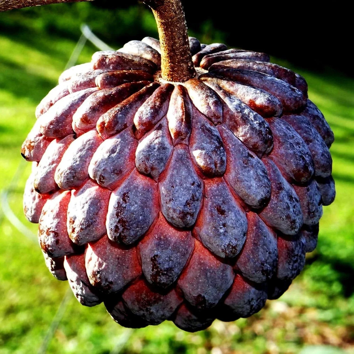 Thai Purple Sugar Apple Tree Seeds - 10 Pack - Annona squamosa - Rare Sweetsop Fruit