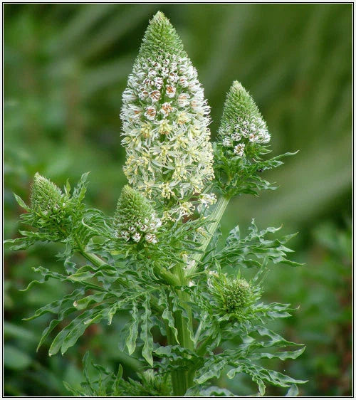 Mignonette Seeds - 285 Seeds Sweet Reseda Odorata White Flower