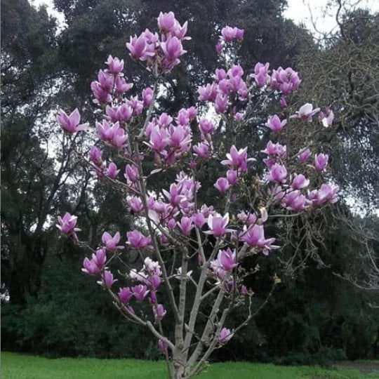 Saucer Magnolia Seedling 3' Flowering Tree Sapling - Magnolia soulangeana for Gardens