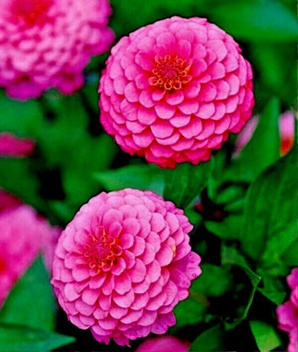 Pink Zinnia Flower Seeds - 100+ Annual Cut Flowers for Gardens & Bouquets - Zinnia elegans Luminosa