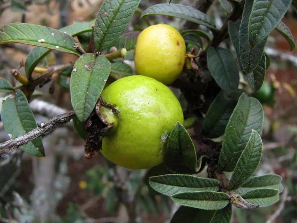 Guava Seeds - 50 Psidium Guajava Nana Tropical Fruit Planting Seeds for Small Gardens and Pots