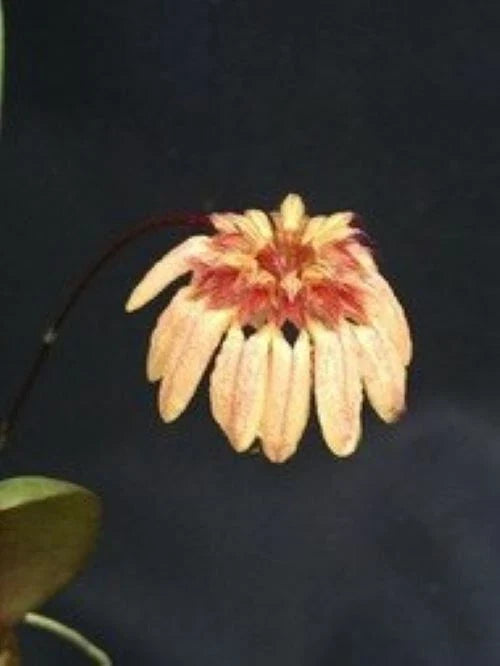 Miniature Orchid Plant in 3" Pot Bulbophyllum roxburghii Epiphytic Orchid for Indoor & Shaded Areas