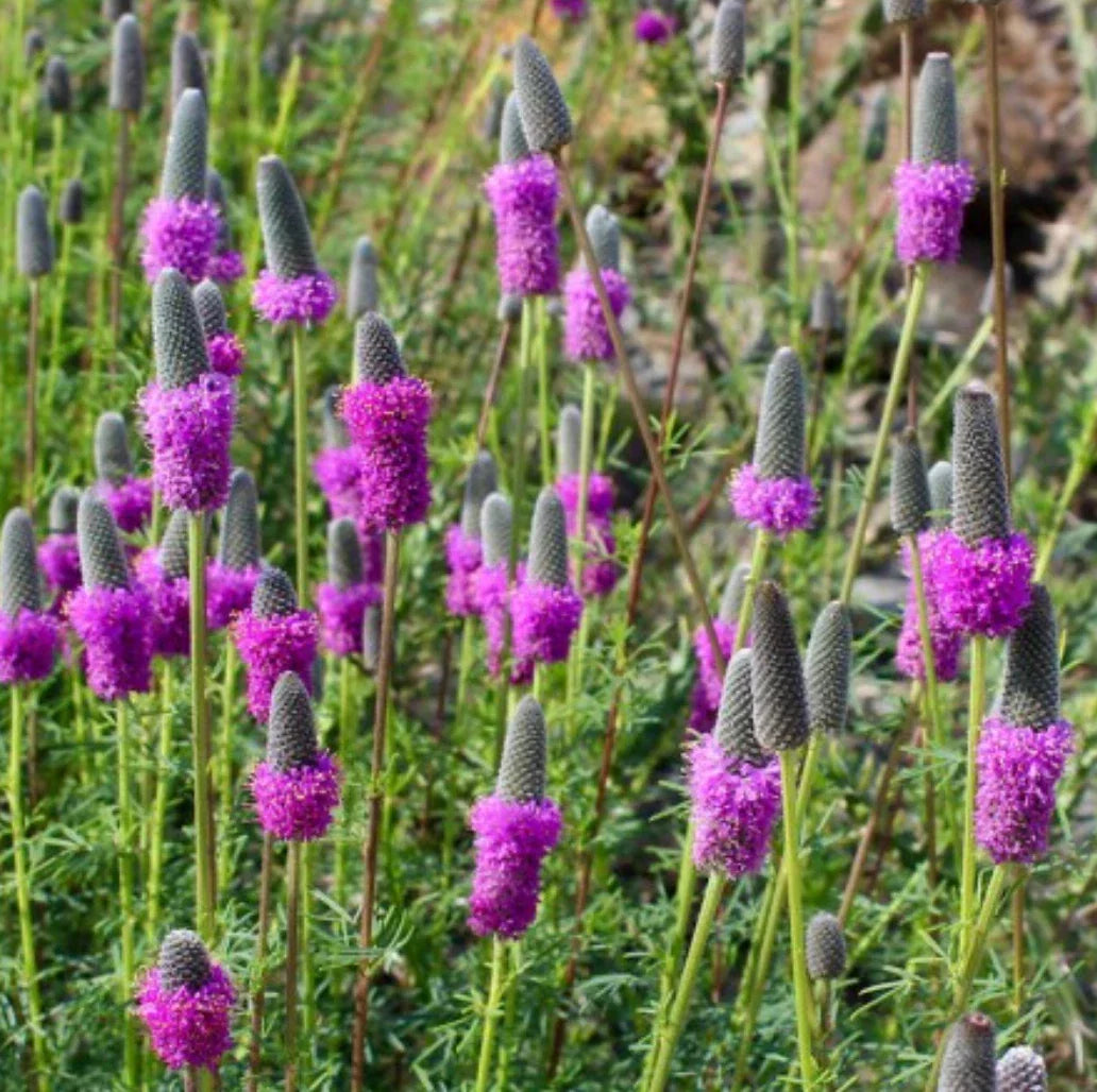 Purple Prairie Clover Seeds - Native Perennial Wildflower Dalea purpurea - USA Grown