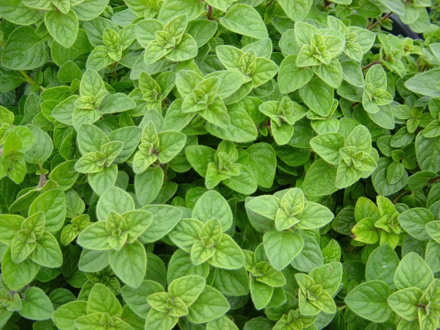 Greek Oregano Herb Non-GMO | Winter Marjoram Origanum vulgare