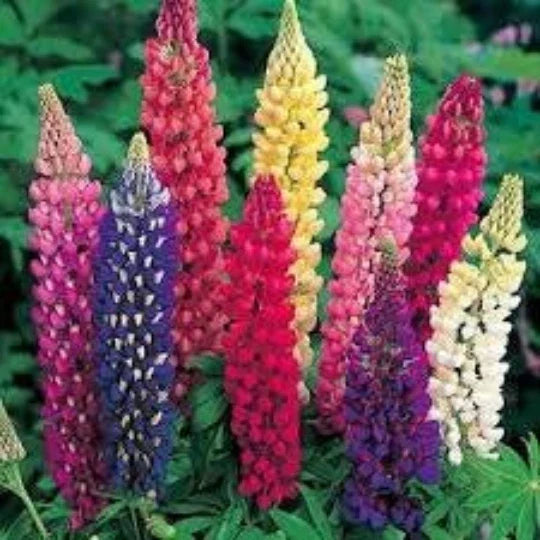Lupine Russell Mix Seeds - 40 Count Perennial Lupinus Polyphyllus