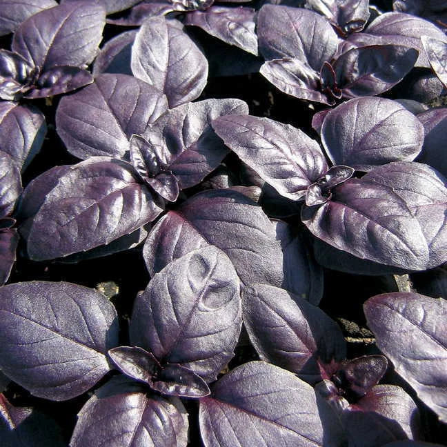 240 Red Rubin Basil Seeds Organic Herb Ocimum basilicum GroCo USA