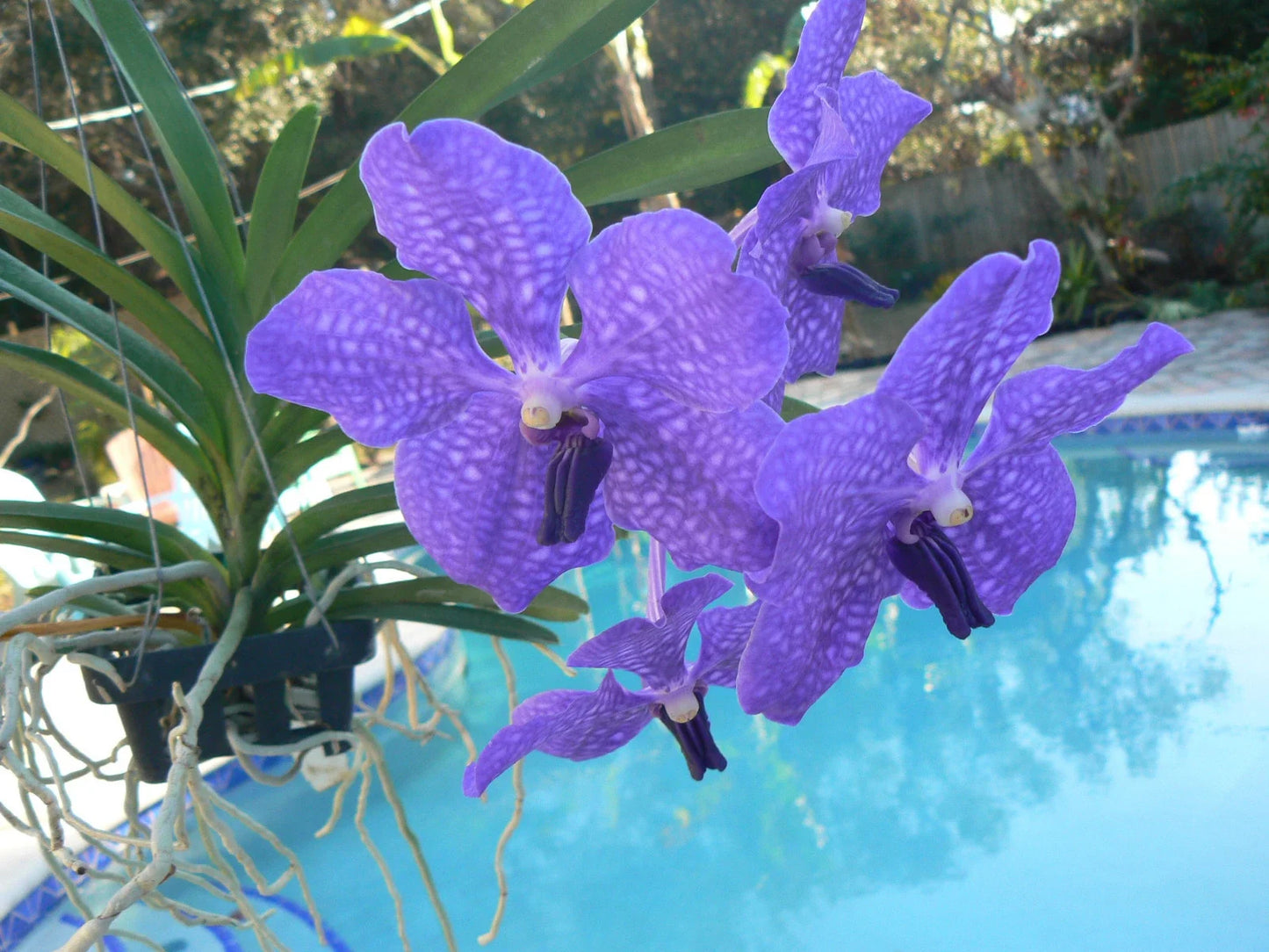 Vanda Orchid Pachara Delight Blue Purple Flowering Plant in 6-Inch Pot | Exotic Tropical Epiphyte
