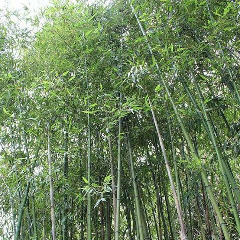 Giant Japanese Timber Bamboo Seeds, Clumping, Phyllostachys bambusoides, Privacy Screen, Garden Plant, 50 Seeds