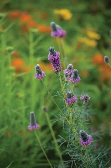 Purple Prairie Clover Seeds - Dalea purpurea Wildflower Seeds for Pollinator Gardens - 50 Seeds