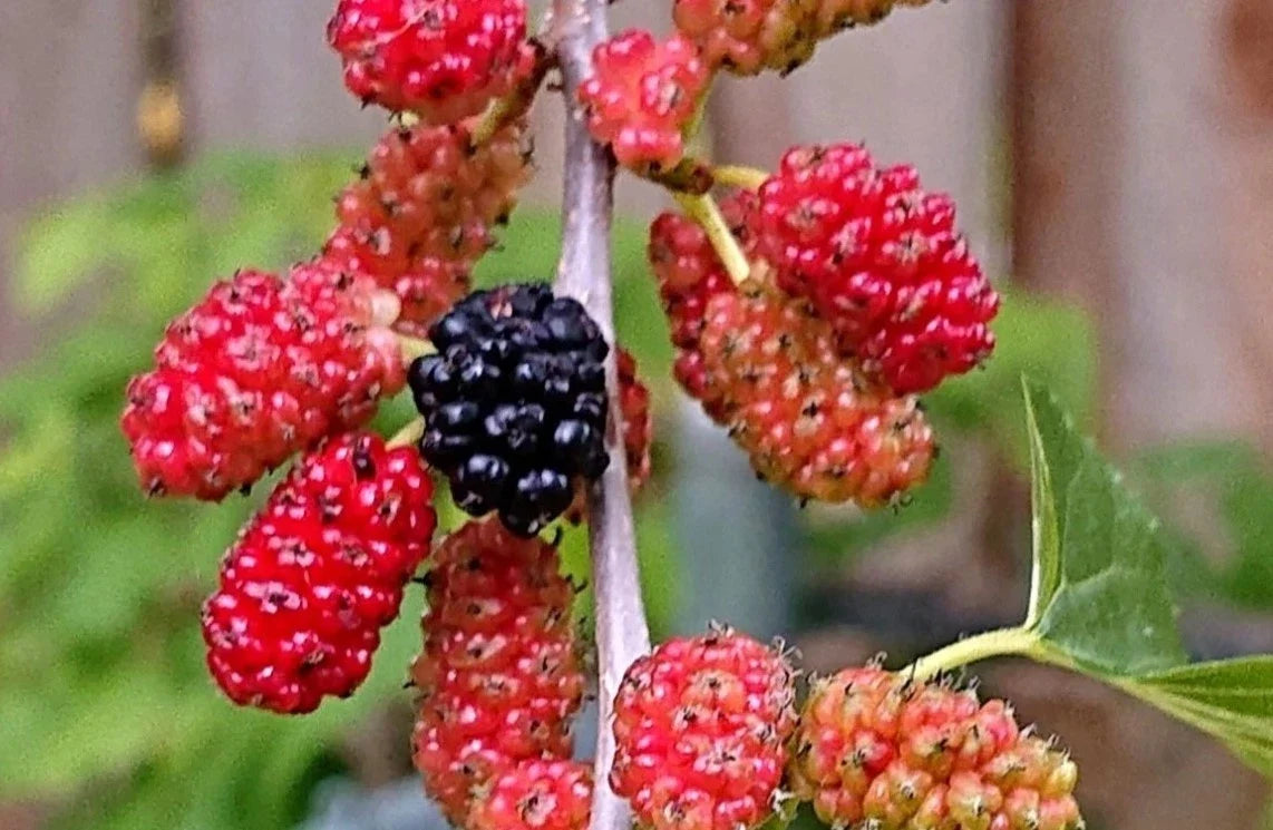 Red Mulberry Live Plant - Bare Root 16-24" Morus rubra Sweet Fruit Tree for Garden and Orchard