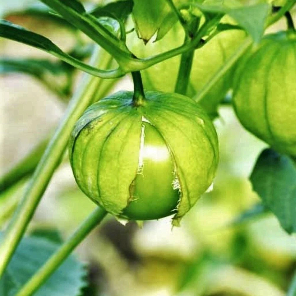 Tomatillo Seeds | Toma Verde | Green Mexican Husk Tomato | Physalis philadelphica | Seed Packet