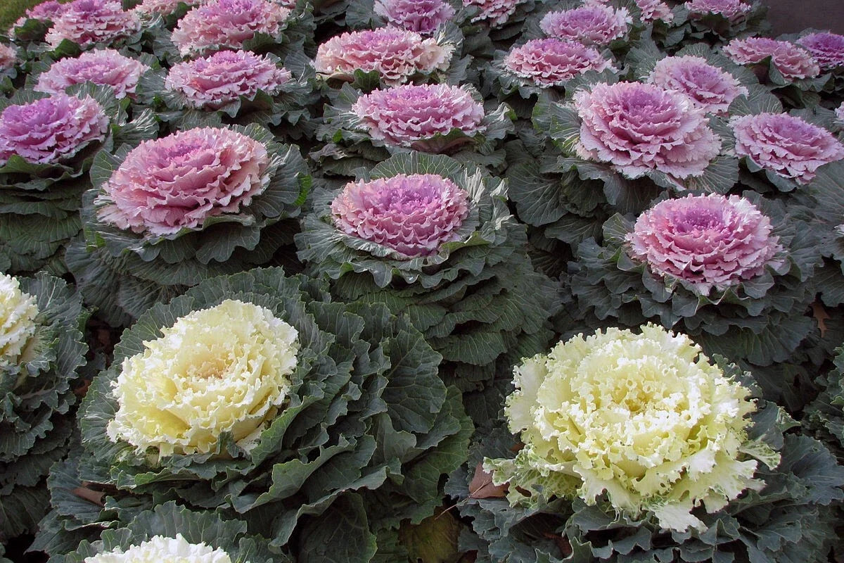 Ornamental Kale Seeds - 100 Non-GMO Heirloom - Vibrant Foliage - Brassica oleracea var. acephala