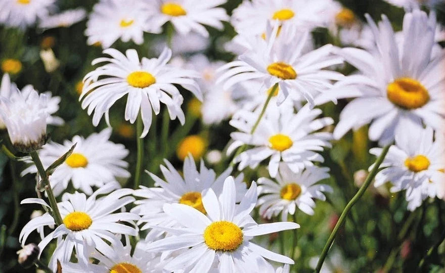 Shasta Daisy Seeds - Perennial Flower Seeds for Garden - Leucanthemum 'Alaska' - 25 Count