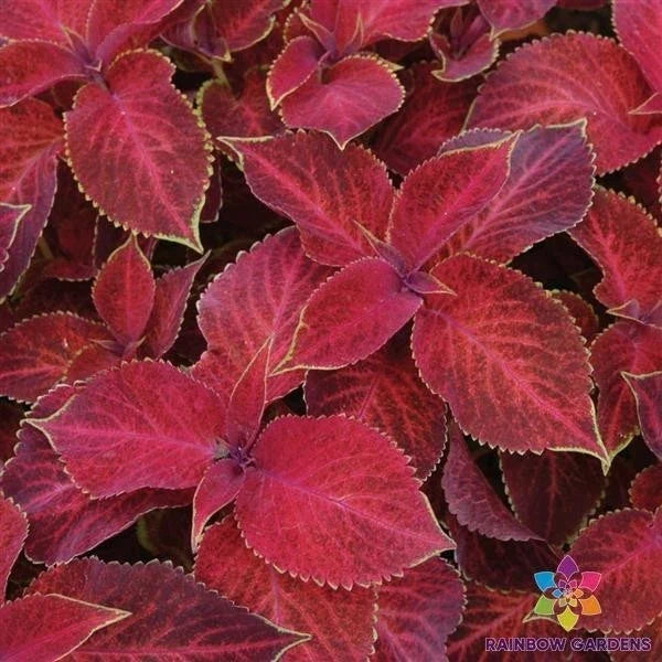 25+ Wizard Velvet Red Coleus Seeds | Vibrant Foliage for Garden Beds & Containers | Coleus blumei