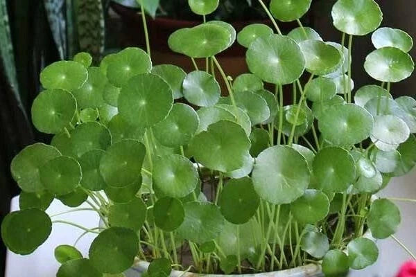 Dichondra Repens Grass Seeds - 50PCS Ground Cover, Drought Tolerant, Easy to Grow, Lawn & Erosion Control, Perennial, Low-Growing