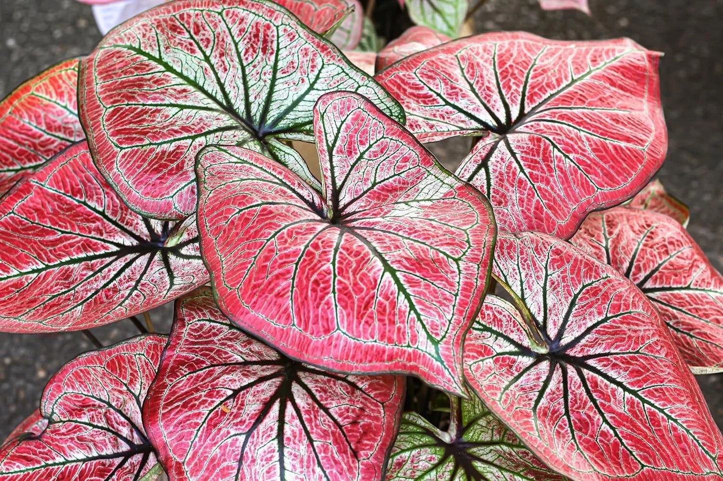Caladium Bulbs for Planting - 5 Pack - Wildfire Varieties - Caladium bicolor - Shade Garden, Tropical Foliage, Perennial