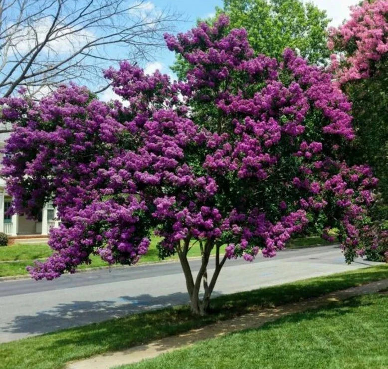 Milk Crape Myrtle Cuttings - 7 Rooting Cuttings Lagerstroemia indica for Fast Growth and Vibrant Blooms
