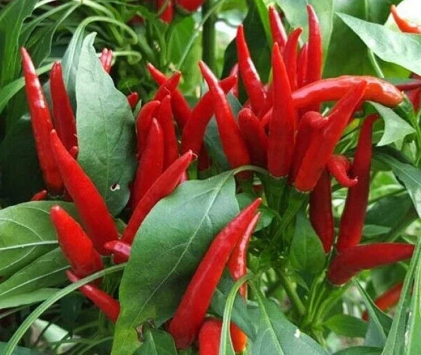 Thai Hot Red Pepper Seeds - 20 Premium Capsicum annuum Culinary Seeds for Spicy Dishes, Indoor & Garden Growth