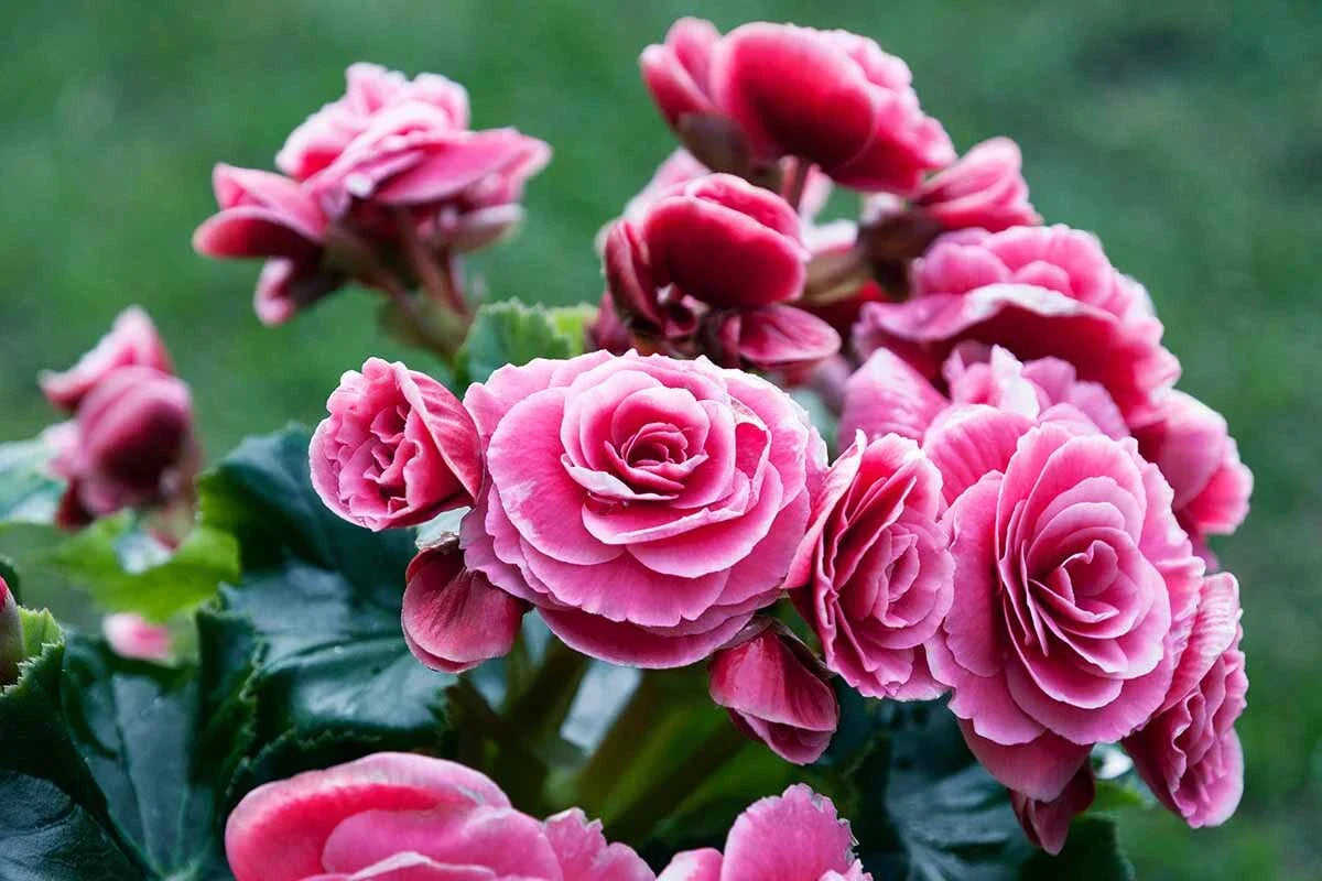 Begonia Seeds 100 Count Glory TR Pretty & Tasty - Non-California Shipping